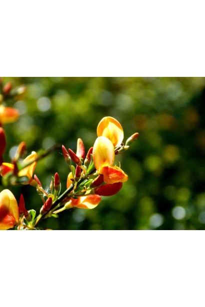 Cytisus Lena квіти